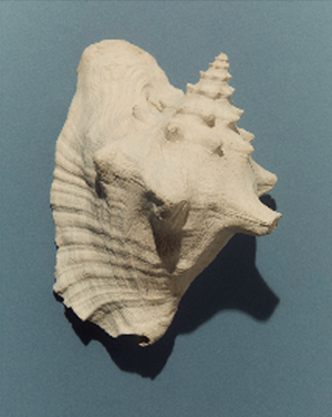 Alta Marea's Summer Sounds